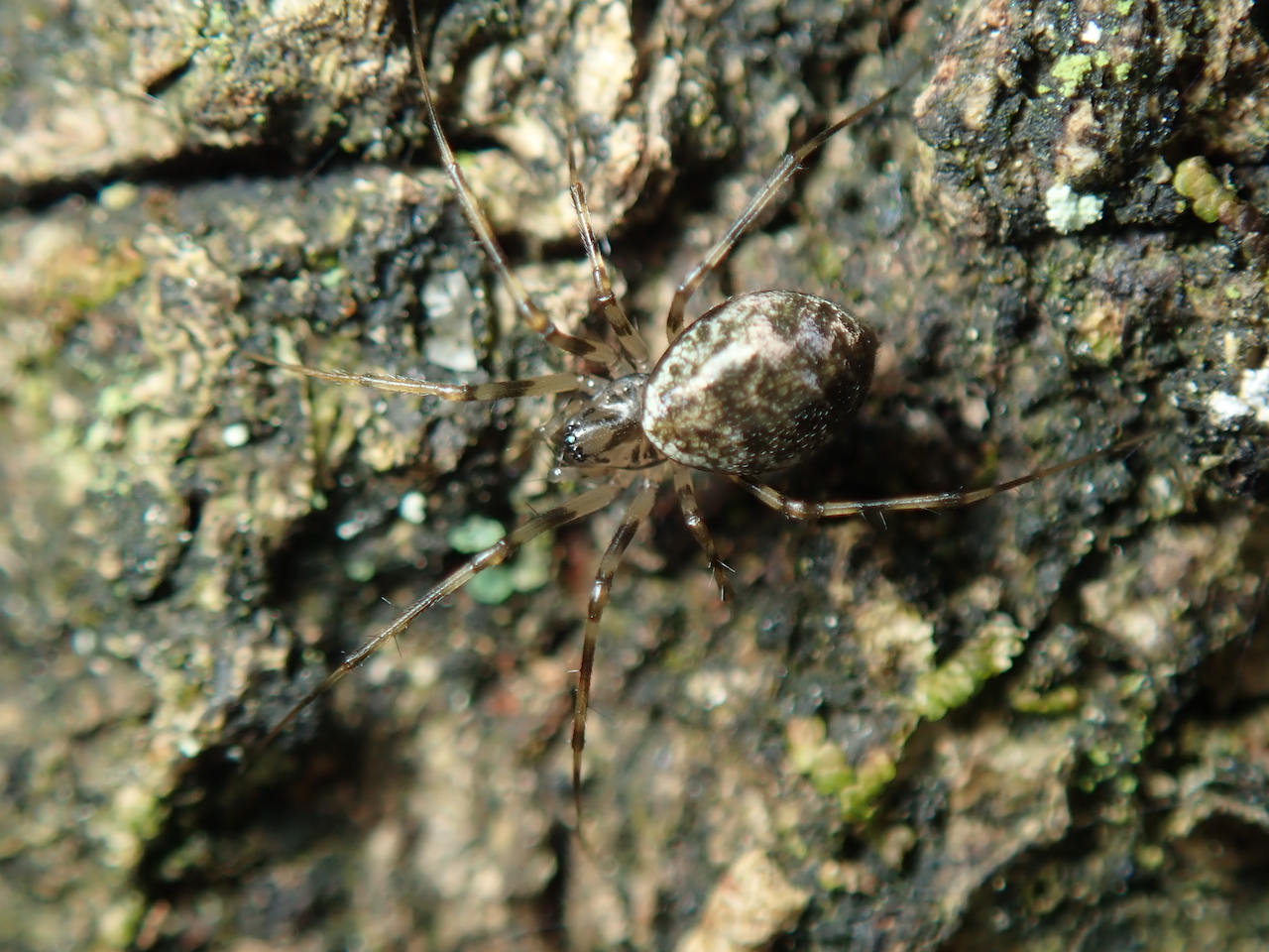 Drapetisca socialis Drapetisca socialis